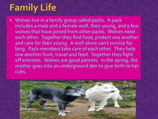  Wolves live in a family group called packs. A pack
includes a male and a female wolf, their young, and a few
wolves that have joined from other packs. Wolves need
each other. Together they find food, protect one another
and care for their young. A wolf alone can’t survive for
long. Pack members take care of each other. They help
one another hunt, travel and feed. Together they fight
off enemies. Wolves are good parents. In the spring, the
mother goes into an underground den to give birth to her
cubs.
 
