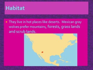  They live in hot places like deserts. Mexican gray
wolves prefer mountains, forests, grass lands
and scrub lands.
 