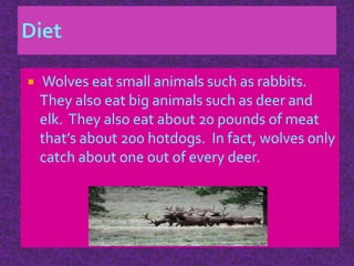  Wolves eat small animals such as rabbits.
They also eat big animals such as deer and
elk. They also eat about 20 pounds of meat
that’s about 200 hotdogs. In fact, wolves only
catch about one out of every deer.
 