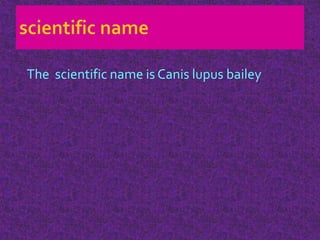 The scientific name is Canis lupus bailey
 