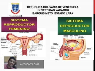 REPUBLICA BOLIVARIA DE VENEZUELA
UNIVERSIDAD YACAMBÚ
BARQUISIMETO ESTADO LARA
ANTHONY LOYO
 