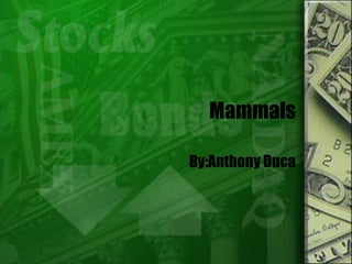 Mammals By:Anthony Duca 