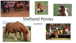 Shetland Ponies
By Anthony
 