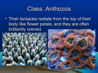Anthozoa.pptx
