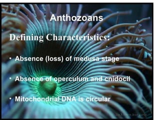 Anthozoa.pptx