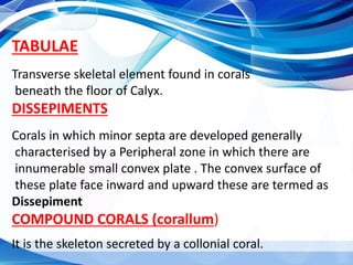Dissempiments Phylum Coelenterata- Class Anthozoa | PPTX