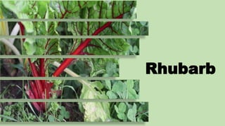 Botanical Sources: Dried roots and rhizomes of
• Rheum officinale
• Rheum palmatum
• Rheum emodi (Indian or Himalayan)
• R...