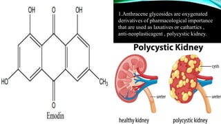 1.Anthracene glycosides are oxygenated
derivatives of pharmacological importance
that are used as laxatives or cathartics ,
anti-neoplasticagent , polycystic kidney.
 