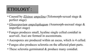 Anthracnose of grape.pptxpathologypptcropimprovemen | PPTX