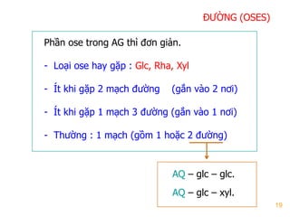 19
ĐƢỜNG (OSES)
Phần ose trong AG thì đơn giản.
- Loại ose hay gặp : Glc, Rha, Xyl
- Ít khi gặp 2 mạch đƣờng (gắn vào 2 nơi)
- Ít khi gặp 1 mạch 3 đƣờng (gắn vào 1 nơi)
- Thƣờng : 1 mạch (gồm 1 hoặc 2 đƣờng)
AQ – glc – glc.
AQ – glc – xyl.
 