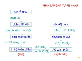54
PHÂN LẬP OMA TỪ RỄ NHÀU
bột rễ Nhàu
dịch chiết cồn
dịch chiết nƣớc
 AQ toàn phần
EtOH 96
thu hồi cồn + H2O
+ HCl loãng lọc
lắc CHCl3
thu hồi CHCl3
AQ toàn phần
(sạch hơn)
VLC, CHCl3
SKC, Bz - CHCl3
ph.đoạn có AQ
các AQ pure
(thô)
 