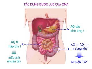 AQ bị
hấp thu !
NHUẬN TẨY
AQ gây
kích ứng !
TÁC DỤNG DƢỢC LỰC CỦA OMA
AG  AQ 
 dạng khử
mất tính
nhuận tẩy
 