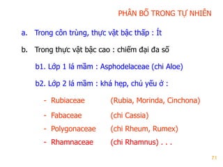 71
PHÂN BỐ TRONG TỰ NHIÊN
a. Trong côn trùng, thực vật bậc thấp : Ít
b. Trong thực vật bậc cao : chiếm đại đa số
b1. Lớp 1 lá mầm : Asphodelaceae (chi Aloe)
b2. Lớp 2 lá mầm : khá hẹp, chủ yếu ở :
- Rubiaceae (Rubia, Morinda, Cinchona)
- Fabaceae (chi Cassia)
- Polygonaceae (chi Rheum, Rumex)
- Rhamnaceae (chi Rhamnus) . . .
 