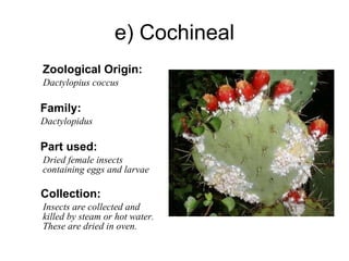 e) Cochineal Zoological Origin: Dactylopius coccus Family: Dactylopidus Part used: Dried female insects  containing eggs and larvae Collection: Insects are collected and killed by steam or hot water. These are dried in oven. 