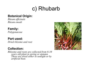 c) Rhubarb Botanical Origin: Rheum officinale Rheum emodi Family: Polygonaceae Part used: Dried rhizome and root Collection: Rhizome and roots are collected from 6-10 years old plant in spring or autumn. These are dried either in sunlight or by artificial heat. 