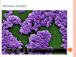 Anthrax | PPTX