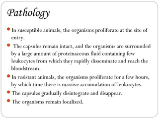 Pathology
In susceptible animals, the organisms proliferate at the site of
 entry.
 The capsules remain intact, and the organisms are surrounded
 by a large amount of proteinaceous fluid containing few
 leukocytes from which they rapidly disseminate and reach the
 bloodstream.
In resistant animals, the organisms proliferate for a few hours,
 by which time there is massive accumulation of leukocytes.
The capsules gradually disintegrate and disappear.
The organisms remain localized.
 