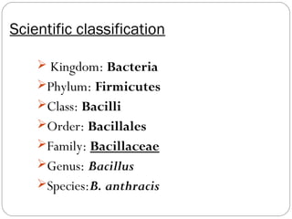 Scientific classification

     Kingdom: Bacteria
    Phylum: Firmicutes
    Class: Bacilli
    Order: Bacillales
    Family: Bacillaceae
    Genus: Bacillus
    Species:B. anthracis
 