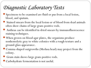 Diagnostic Laboratory Tests
Specimens to be examined are fluid or pus from a local lesion,
 blood, and sputum.
 Stained smears from the local lesion or of blood from dead animals
 often show chains of large gram-positive rods.
 Anthrax can be identified in dried smears by immunofluorescence
 staining techniques.
When grown on blood agar plates, the organisms produce
 nonhemolytic gray to white colonies with a rough texture and a
 ground-glass appearance.
Comma-shaped outgrowths (Medusa head) may project from the
 colony.
 Gram stain shows large gram-positive rods.
Carbohydrate fermentation is not useful.
 