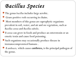 Bacillus Species
The genus bacillus includes large aerobic.
 Gram-positive rods occurring in chains.
 Most members of this genus are saprophytic organisms
 prevalent in soil, water, and air and on vegetation, such as
 Bacillus cereus and Bacillus subtilis.
B cereus can grow in foods and produce an enterotoxin or an
 emetic toxin and cause food poisoning.
Such organisms may occasionally produce disease in
 immunocompromised humans .
 B anthracis, which causes anthrax, is the principal pathogen of
 the genus.
 