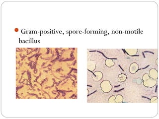 Gram-positive, spore-forming, non-motile
 bacillus
 