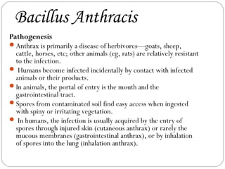 Bacillus Anthracis
Pathogenesis
Anthrax is primarily a disease of herbivores—goats, sheep,
  cattle, horses, etc; other animals (eg, rats) are relatively resistant
  to the infection.
 Humans become infected incidentally by contact with infected
  animals or their products.
In animals, the portal of entry is the mouth and the
  gastrointestinal tract.
Spores from contaminated soil find easy access when ingested
  with spiny or irritating vegetation.
 In humans, the infection is usually acquired by the entry of
  spores through injured skin (cutaneous anthrax) or rarely the
  mucous membranes (gastrointestinal anthrax), or by inhalation
  of spores into the lung (inhalation anthrax).
 