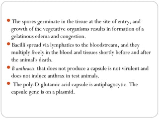 The spores germinate in the tissue at the site of entry, and
 growth of the vegetative organisms results in formation of a
 gelatinous edema and congestion.
Bacilli spread via lymphatics to the bloodstream, and they
 multiply freely in the blood and tissues shortly before and after
 the animal's death.
B anthracis that does not produce a capsule is not virulent and
 does not induce anthrax in test animals.
 The poly-D-glutamic acid capsule is antiphagocytic. The
 capsule gene is on a plasmid.
 