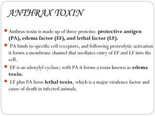 ANTHRAX TOXIN
Anthrax toxin is made up of three proteins: protective antigen
 (PA), edema factor (EF), and lethal factor (LF).
 PA binds to specific cell receptors, and following proteolytic activation
 it forms a membrane channel that mediates entry of EF and LF into the
 cell.
 EF is an adenylyl cyclase; with PA it forms a toxin known as edema
 toxin.
 LF plus PA form lethal toxin, which is a major virulence factor and
 cause of death in infected animals.
 