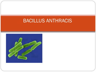 BACILLUS ANTHRACIS
 