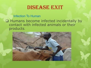 Disease Exit
    Infection To Human
 Humans become infected incidentally by
 contact with infected animals or their
 products.
 