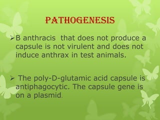 Pathogenesis
B anthracis that does not produce a
 capsule is not virulent and does not
 induce anthrax in test animals.


 The poly-D-glutamic acid capsule is
 antiphagocytic. The capsule gene is
 on a plasmid.
 
