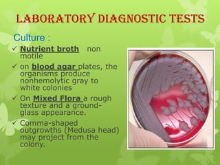 Laboratory Diagnostic Tests
Culture :
 Nutrient broth non
  motile
 on blood agar plates, the
  organisms produce
  nonhemolytic gray to
  white colonies
 On Mixed Flora a rough
  texture and a ground-
  glass appearance.
 Comma-shaped
  outgrowths (Medusa head)
  may project from the
  colony.
 