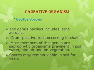 Causative Organism
    * Bacillus Species

 The genus bacillus includes large
  aerobic.
 Gram-positive rods occurring in chains.
 Most members of this genus are
  saprophytic organisms prevalent in soil,
  water, and air and on vegetation.
 Spores may remain viable in soil for
  years
 