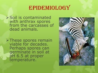 Epidemiology
 Soil is contaminated
  with anthrax spores
  from the carcasses of
  dead animals.

 These spores remain
  viable for decades.
  Perhaps spores can
  germinate in soil at
  pH 6.5 at proper
  temperature.
 