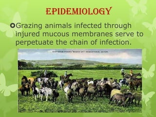 Epidemiology
Grazing animals infected through
 injured mucous membranes serve to
 perpetuate the chain of infection.
 