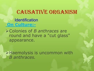 Causative Organism
   Identification
On Culture:-
Colonies of B anthraces are
 round and have a "cut glass"
 appearance.


Haemolysis is uncommon with
 B anthraces.
 