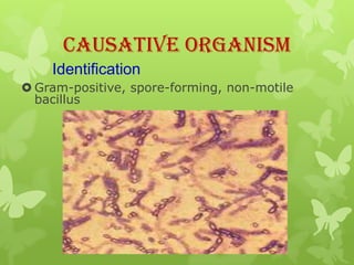 Causative Organism
    Identification
 Gram-positive, spore-forming, non-motile
  bacillus
 