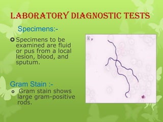Laboratory Diagnostic Tests
Direct Examination :
 Stained smears from the local lesion or of
  blood from dead animals of...