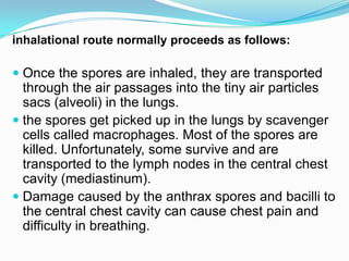 inhalational route normally proceeds as follows:

 Once the spores are inhaled, they are transported

through the air passages into the tiny air particles
sacs (alveoli) in the lungs.
 the spores get picked up in the lungs by scavenger
cells called macrophages. Most of the spores are
killed. Unfortunately, some survive and are
transported to the lymph nodes in the central chest
cavity (mediastinum).
 Damage caused by the anthrax spores and bacilli to
the central chest cavity can cause chest pain and
difficulty in breathing.

 