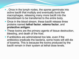  . Once in the lymph nodes, the spores germinate into

active bacilli that multiply and eventually burst the
macrophages, releasing many more bacilli into the
bloodstream to be transferred to the entire body.
 Once in the blood stream, these bacilli release three
proteins named lethal factor, edema factor, and
protective antigen.
 These toxins are the primary agents of tissue destruction,
bleeding, and death of the host.
 If antibiotics are administered too late, even if the
antibiotics eradicate the bacteria, some hosts will still die
of toxemia. This is because the toxins produced by the
bacilli remain in their system at lethal dose levels.

 