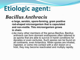 Etiologic agent:
Bacillus Anthracis
-a large, aerobic, spore-forming, gram positive
rod-shaped microorganism that is capsulated
and non-motile. This microorganism grows
in chain.
-Like many other members of the genus Bacillus, Bacillus
anthracis can form dormant endospores often referred to
as spores that are able to survive in harsh conditions for
decades or even centuries. Such spores can be found on
all continents, even Antarctica. When spores are inhaled,
ingested, or come into contact with a skin lesion on a
host, they may become reactivated and multiply rapidly.

 