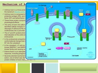 P: 555.123.4568 F: 555.123.4567
123 West Main Street, New York,
NY 10001
www.rightcare.com|
Mechanism of Anthrax Toxins:
 Anthrax toxin is a three-protein exotoxin secreted by virulent strains of
the bacterium Bacillus anthracis
 Anthrax toxin is composed of a cell-binding protein, known as
protective antigen (PA), and two enzyme components, called edema
factor (EF) and lethal factor (LF).
 These three protein components act together to impart their
physiological effects.
 The entry of toxin into cells begins with the recognition of a recently
identified cellular receptor in the plasma membrane by PA. Proteolytic
cleavage of cell-bound PA creates a smaller fragment that then
multimerizes into a pore-like structure in the plasma membrane.
 The LF and EF proteins bind to the PA pre-pore, followed by
internalization of the entire structure through receptor-mediated
endocytosis
 In the endosomal compartment, the acidic pH causes a
conformational change that inserts PA fragments and releases LF and
EF into the cytoplasm
 In the cytoplasm, LF acts as a protease that cleaves MAP kinase
kinase (MAPKK 1 and MAPKK 2), inhibiting pathways that rely on this
kinase family and causing cell death
 Edema factor is an adenylate cyclase that inhibits the immune
response, including phagocytosis by macrophages.
 Several potential mechanisms could be used to block anthrax toxin
action, one of which was demonstrated by the design of a multivalent
protein inhibitor of toxin interaction with PA.
 