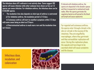 P: 555.123.4568 F: 555.123.4567
123 West Main Street, New York,
NY 10001
www.rightcare.com|
The infectious dose of B. anthracis is not entirely clear. Some suggest 100
spores will cause infection while other analyses have shown as few as 1-3
spores can cause infection. For inhalation anthrax, the infectious dose can be
8-50,000 spores.
 The incubation time also depends on what type of anthrax is contracted
a) For inhalation anthrax, the incubation period is 2-5 days.
b) Cutaneous anthrax will start to manifest symptoms within 2-3 days
with some cases being as short as 12 hours
c) Gastrointestinal anthrax is much more rare and the incubation time
isn't known.
Infectious dose,
incubation, and
colonization
If infected with inhalation anthrax, the
spores are deposited in the alveolar spaces
and then transported to mediastinal lymph
nodes. After the spores germinate the
vegetative bacteria will spread to the blood
and lymph and cause septecimia
For ingested and cutaneous anthrax,
the spores enter through a break in the
skin or a break in the mucosa of the
intestines. They are engulfed by
macrophages, where they germinate
and then extracellular replication will
occur. During this replication phase,
the capsule and toxin begin to be
secreted which will cause symptoms
and the disease
 