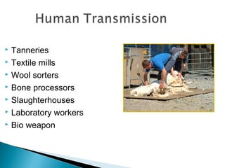  Tanneries
 Textile mills
 Wool sorters
 Bone processors
 Slaughterhouses
 Laboratory workers
 Bio weapon
 