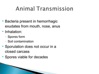  Bacteria present in hemorrhagic
exudates from mouth, nose, anus
 Inhalation:
◦ Spores form
◦ Soil contamination
 Sporulation does not occur in a
closed carcass
 Spores viable for decades
 