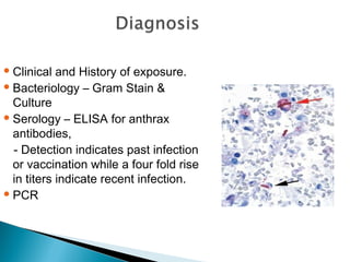 Clinical and History of exposure.
Bacteriology – Gram Stain &
Culture
Serology – ELISA for anthrax
antibodies,
- Detection indicates past infection
or vaccination while a four fold rise
in titers indicate recent infection.
PCR
 