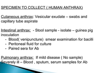 SPECIMEN TO COLLECT ( HUMAN ANTHRAX)
Cutaneous anthrax: Vesicular exudate – swabs and
capillary tube aspirate
Intestinal anthrax: - Stool sample - isolate – guinea pig
inoculation
- Blood( venipuncture) smear examination for bacilli
- Peritoneal fluid for culture
- Paired sera for Ab
Pulmonary anthrax: If mild disease ( No sample)
Severely ill – Blood , sputum, serum samples for Ab
 