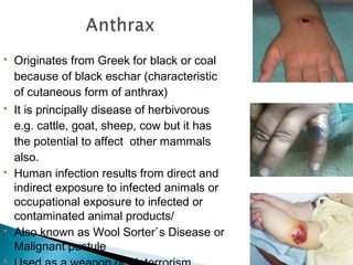  Originates from Greek for black or coal
because of black eschar (characteristic
of cutaneous form of anthrax)
 It is principally disease of herbivorous
e.g. cattle, goat, sheep, cow but it has
the potential to affect other mammals
also.
 Human infection results from direct and
indirect exposure to infected animals or
occupational exposure to infected or
contaminated animal products/
 Also known as Wool Sorter`s Disease or
Malignant pustule

 