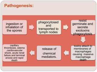 Pathogenesis:
ingestion or
inhalation of
the spores
phagocytosed
and
transported to
lymph nodes
resist
germinate and
secrete
exotoxins
phagocytosis
toxins attach to
membranes of
macrophages
causing massive
macrophage
death
release of
chemical
mediators.
capillary
thrombosis, edema
,cardiovascular
shock, acute renal
failure and terminal
anoxia and rapid
death
 