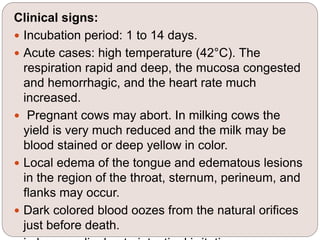 Clinical signs:
 Incubation period: 1 to 14 days.
 Acute cases: high temperature (42°C). The
respiration rapid and deep, the mucosa congested
and hemorrhagic, and the heart rate much
increased.
 Pregnant cows may abort. In milking cows the
yield is very much reduced and the milk may be
blood stained or deep yellow in color.
 Local edema of the tongue and edematous lesions
in the region of the throat, sternum, perineum, and
flanks may occur.
 Dark colored blood oozes from the natural orifices
just before death.
 